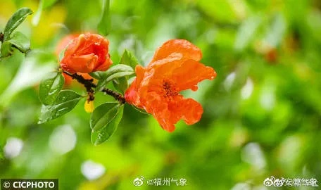 福州天气，一场温润与热烈交织的四季变奏曲